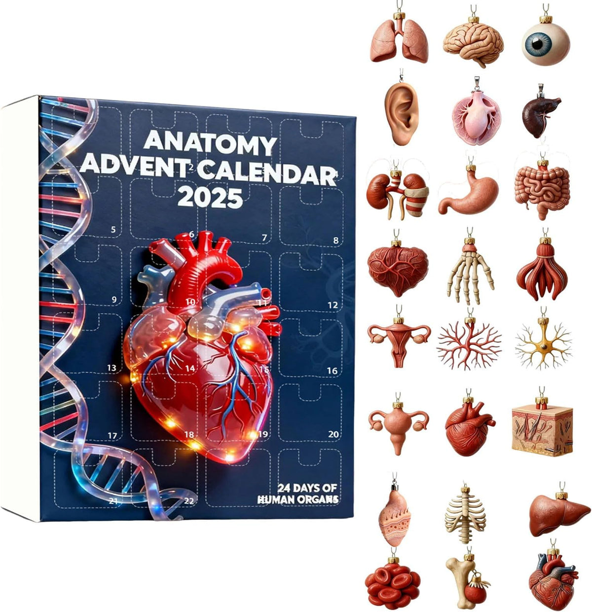 2025 Anatomy Advent Calendar Christmas Advent Calendar 24 Days With Human Organs As Ornaments Mini Models Of Human Organs 1763006287102.jpg