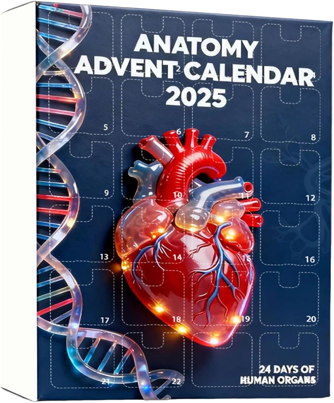 2025 Anatomy Advent Calendar Christmas Advent Calendar 24 Days With Human Organs As Ornaments Mini Models Of Human Organs 1763006287105.jpg