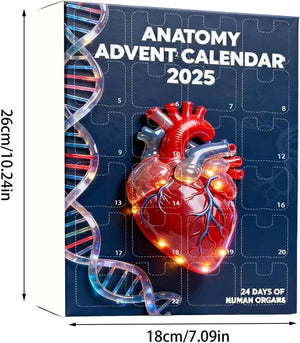 2025 Anatomy Advent Calendar Christmas Advent Calendar 24 Days With Human Organs As Ornaments Mini Models Of Human Organs 1763006287725.jpg
