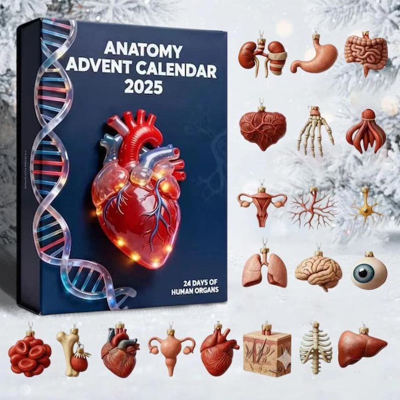 Anatomy Advent Calendar 2025 Gift For Med Student Doctor Nurse Gift Human Organ Decor Biology Christmas Gift Anatomy Ornament Set 1763368410887.jpg