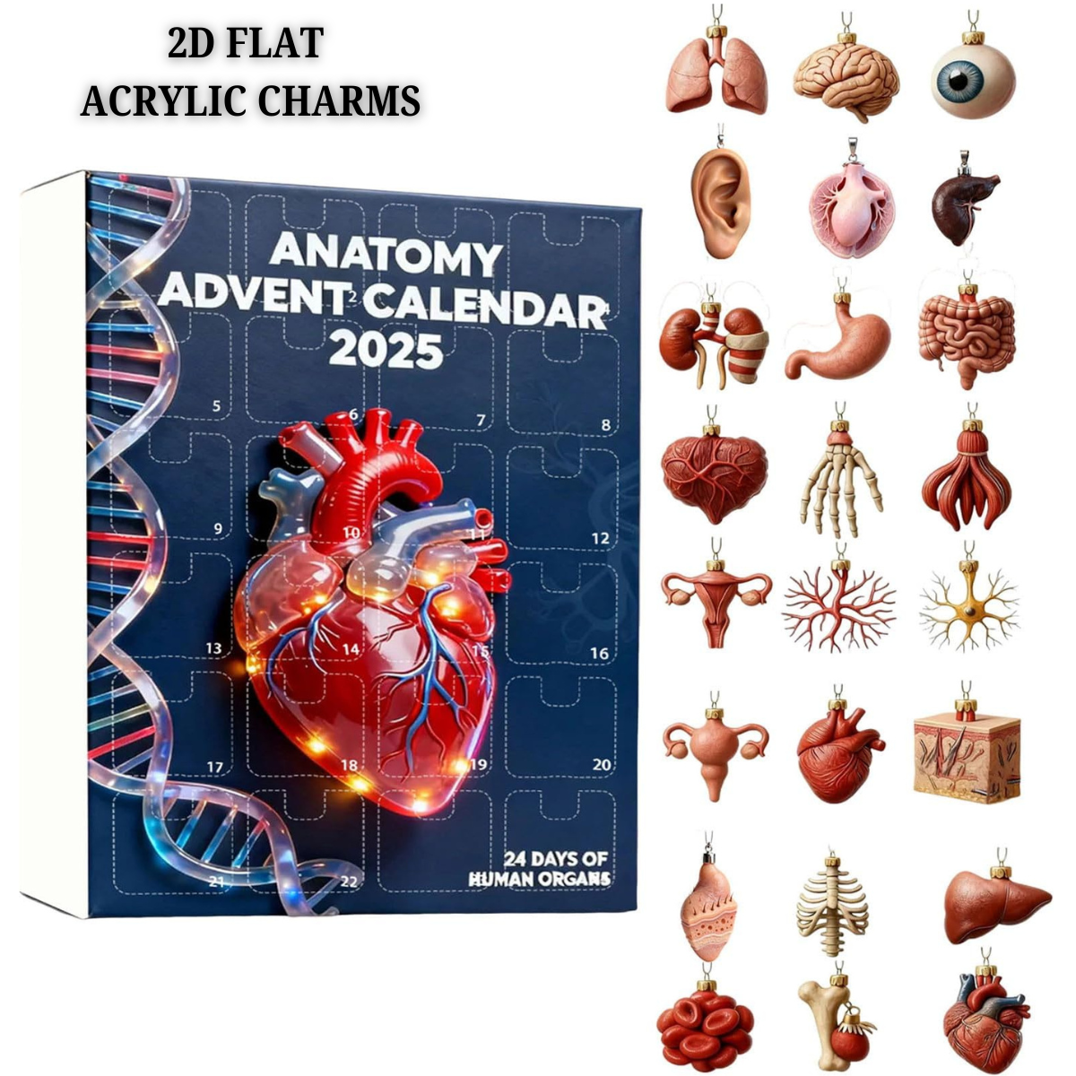2025 Anatomy Advent Calendar Christmas Advent Calendar 24 Days With Human Organs As Ornaments Mini Models Of Human Organs