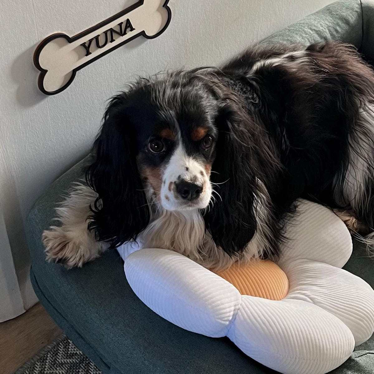 Personalised Dog's Name Wall Sign Shaped as a Bone, with Raised Wooden Wording in Black against wooden background, Pet Gift