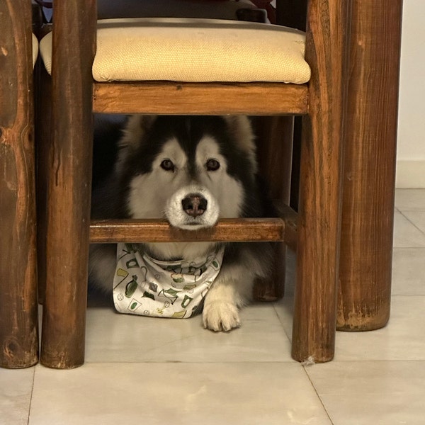 Golf Patron Pattern Pet Bandana | Golf Tournament Dog Bandana, Dog Tie On Bandana