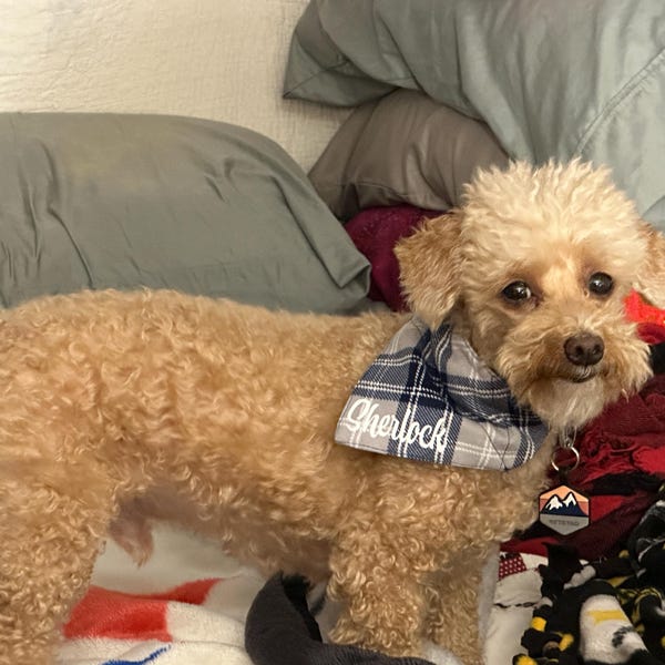 Navy Paw Print Dog Bandana, Personalized Dog Bandana, Over the Collar Dog scarf, Cat Bandana, Gift for Dog lovers, Custom Dog gift accessory