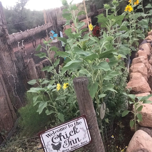 Welcome To The Chick Inn Cute chicken coop d cor Personalized metal sign, Chicken Coop Door Sign, Chick Inn sign, Funny chicken sign, cute chicken sign