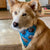 Face Bandana Human Face Pet Face Bandana, Dog Bandana, Personalized Photo Bandana, Custom Face Bandana, Photo Bandana, Dog or human Bandana