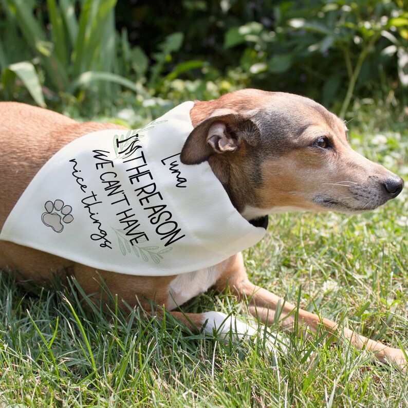 Funny Dog Bandana | Personalized Dog Bandana | Christmas Gift for Dog | This Is Why We Can't Have Nice Things Dog Bandana | Funny Dog Gift