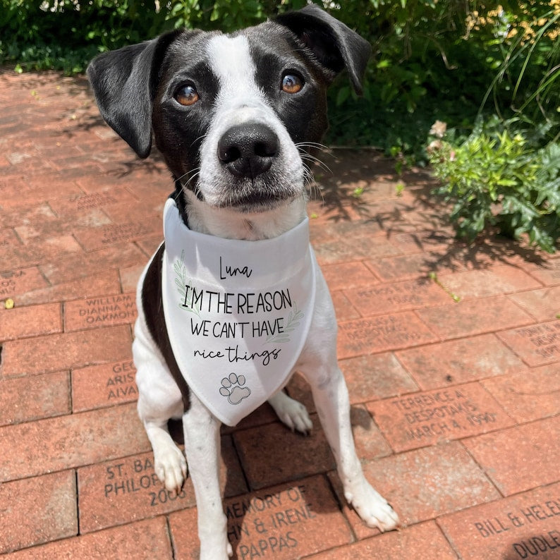 Funny Dog Bandana | Personalized Dog Bandana | Christmas Gift for Dog | This Is Why We Can't Have Nice Things Dog Bandana | Funny Dog Gift