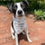 Funny Dog Bandana | Personalized Dog Bandana | Christmas Gift for Dog | This Is Why We Can't Have Nice Things Dog Bandana | Funny Dog Gift