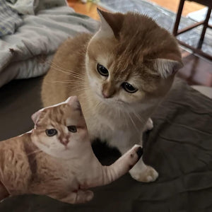 Custom ugly pillow,Ugly pillow, Hot Ugly Cat, pillow gift for friend, Funny Gifts, Birthday Gifts, Christmas Gifts,Custom Realistic Pillow